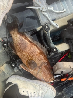 オオモンハタの釣果