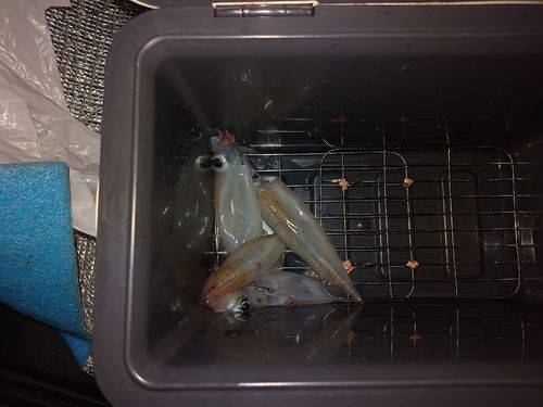 ヤリイカの釣果