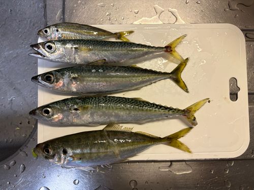 サバの釣果