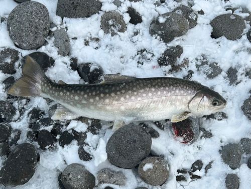 アメマスの釣果