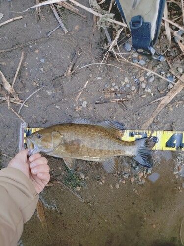 スモールマウスバスの釣果