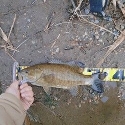 スモールマウスバス