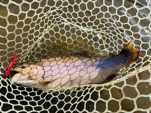 ロックトラウトの釣果