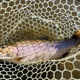 ロックトラウト