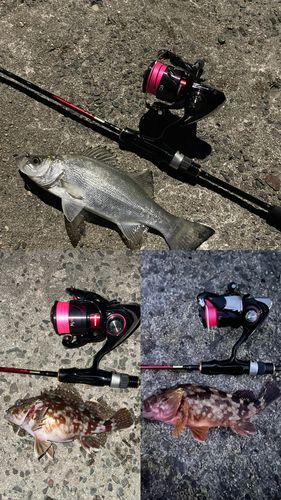 セイゴ（ヒラスズキ）の釣果