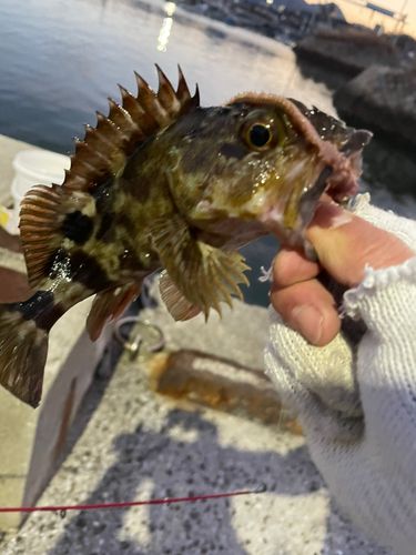 カサゴの釣果