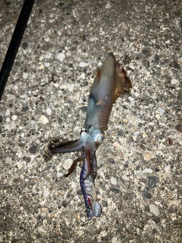 千葉港中央埠頭