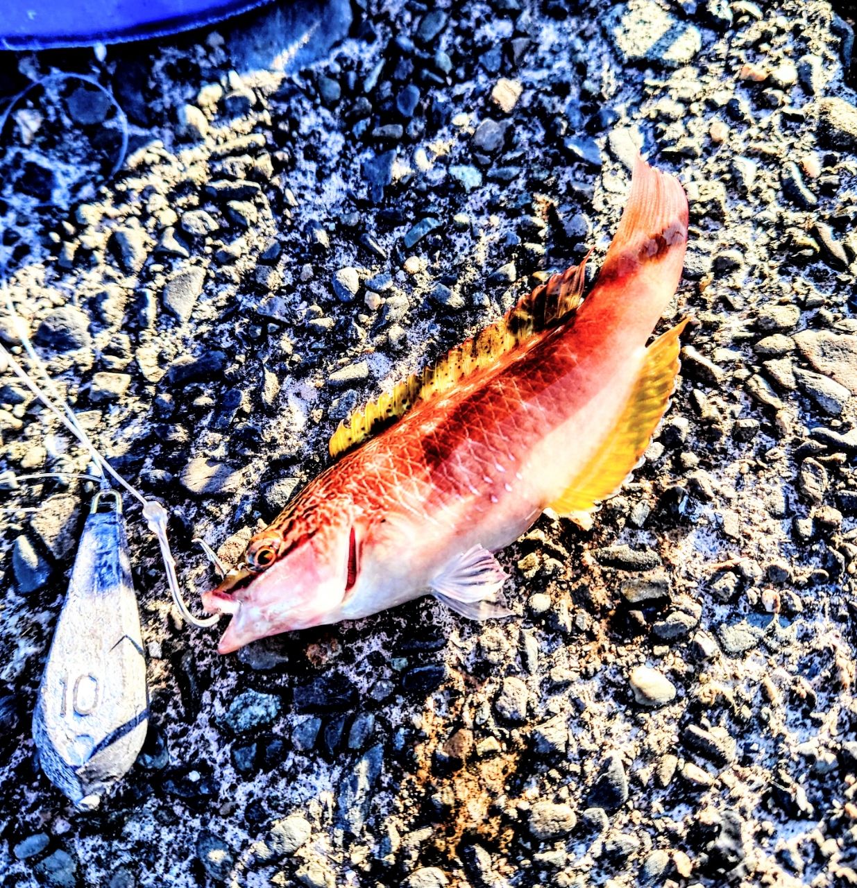 アカササノハベラ