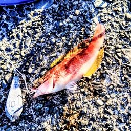 アカササノハベラ