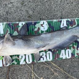 アメリカナマズ