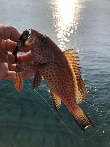 オオモンハタの釣果
