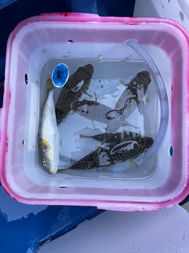 ショウサイフグの釣果