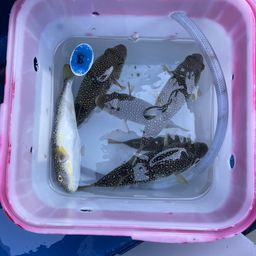 ショウサイフグ