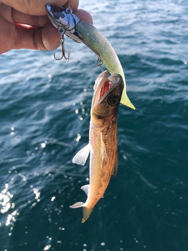 エソの釣果