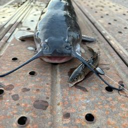 アメリカナマズ