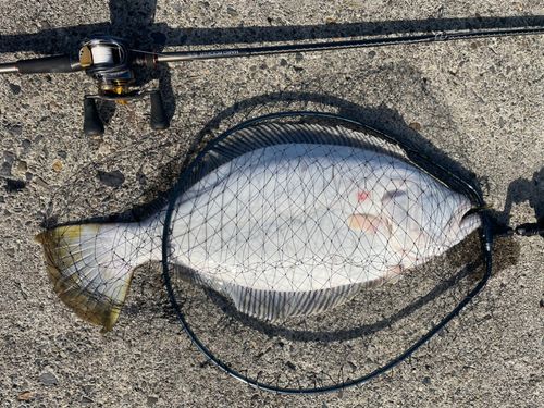 ヒラメの釣果