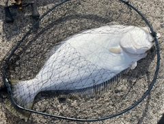 ヒラメの釣果