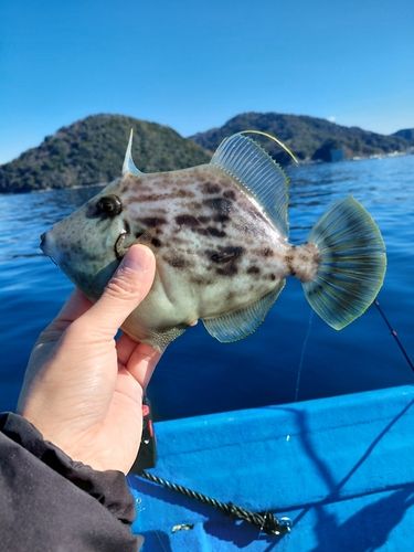 内浦湾（沼津）