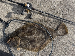 ヒラメの釣果