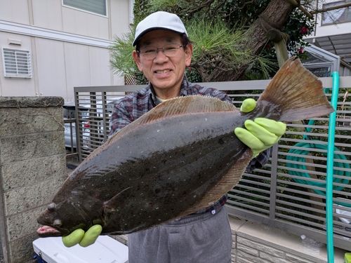 ヒラメの釣果