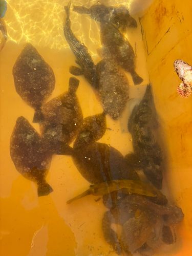 アイナメの釣果