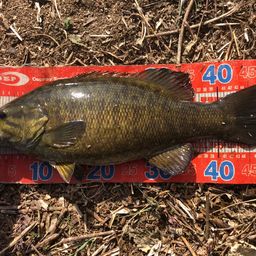 スモールマウスバス