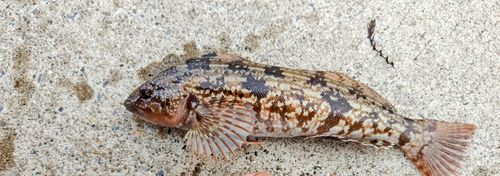 アイナメの釣果