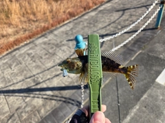 アナハゼの釣果