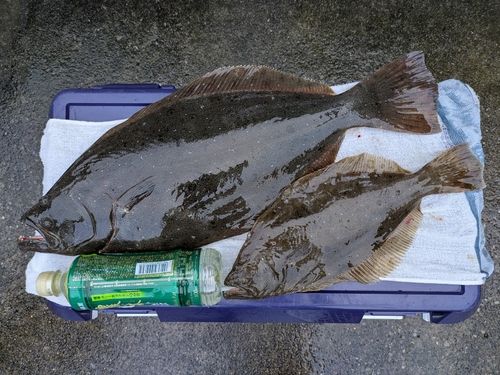 ヒラメの釣果