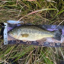 ラージマウスバス