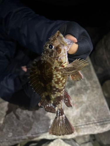 タケノコメバルの釣果