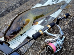 ナマズの釣果
