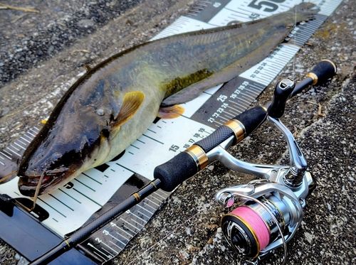 ナマズの釣果