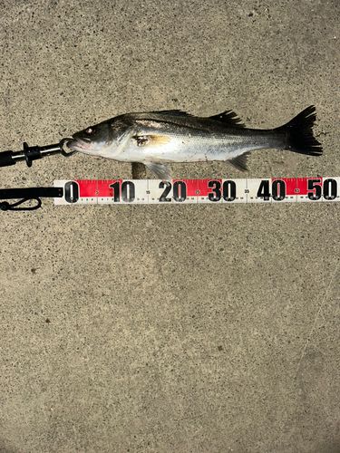 フッコ（マルスズキ）の釣果