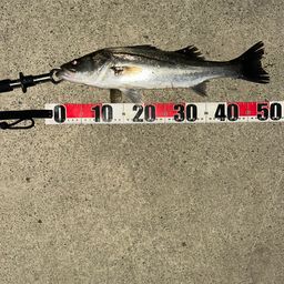 フッコ（マルスズキ）