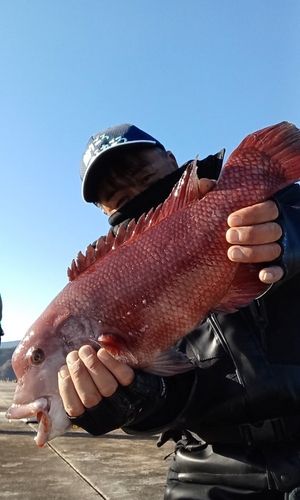 コブダイの釣果