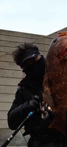 キジハタの釣果