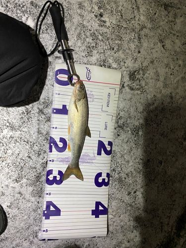 三陸海岸（青森）