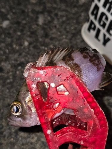 メバルの釣果