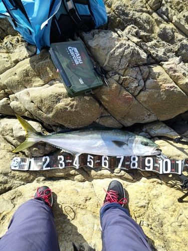 ヒラマサの釣果