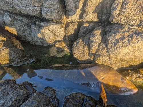 アイナメの釣果