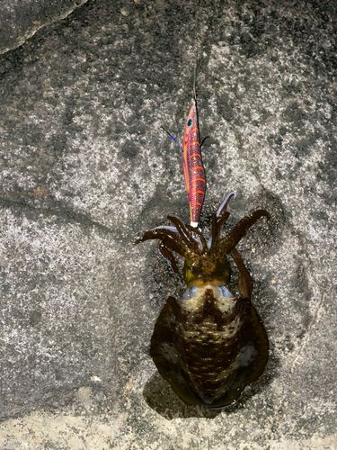 アオリイカの釣果