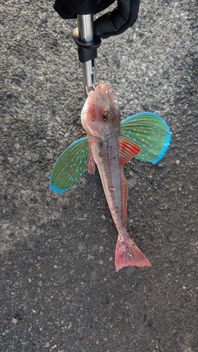 ホウボウの釣果