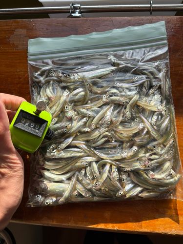 ワカサギの釣果