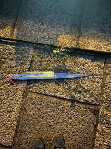 タチウオの釣果