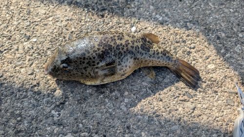 ヒガンフグの釣果