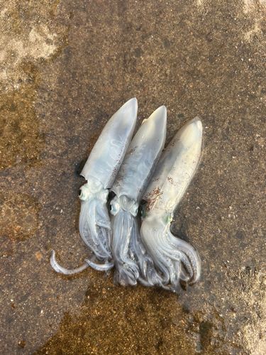 マメイカの釣果