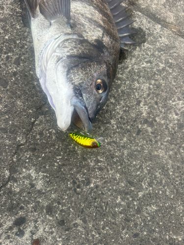 チヌの釣果