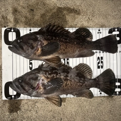 クロソイの釣果