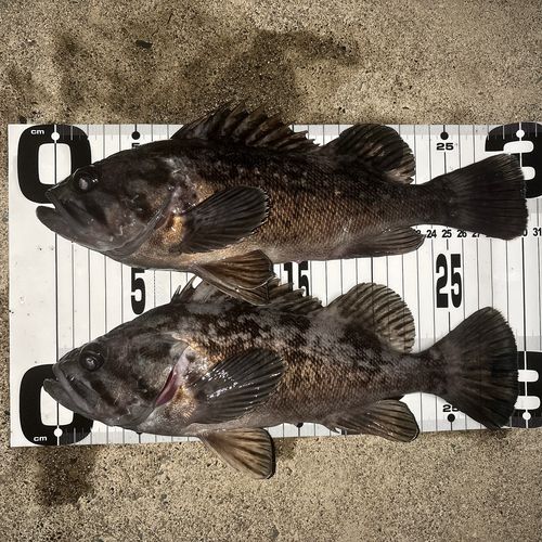 クロソイの釣果